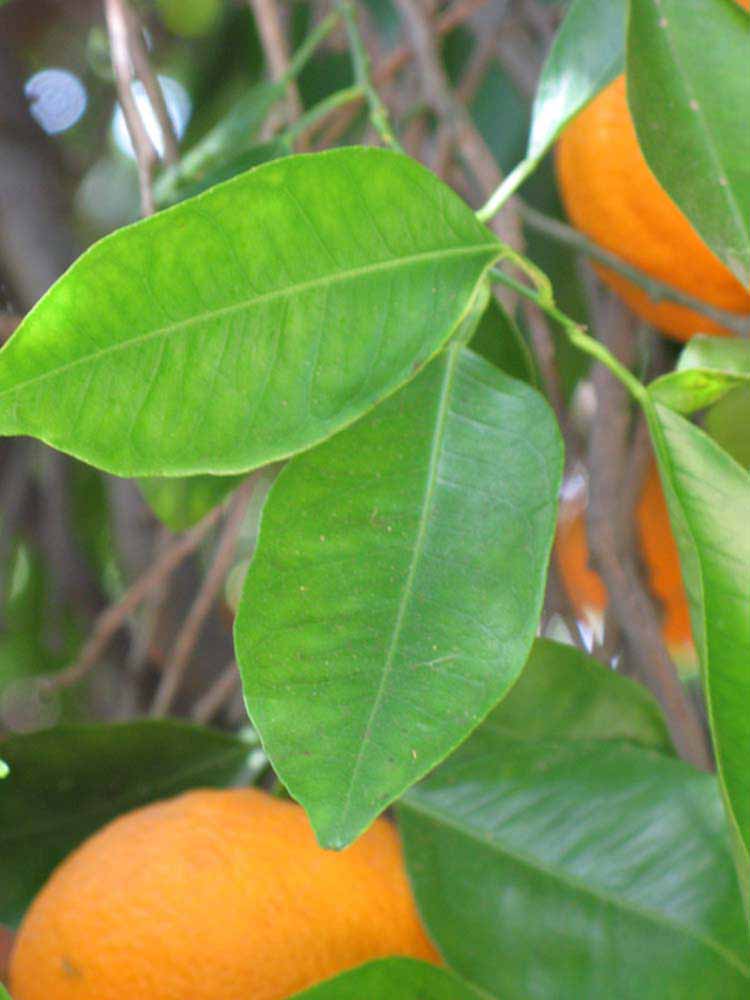            Shade leaves (Riverside, CA)   
